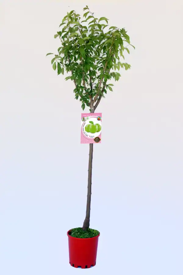 Árbol frutal de cítricos en maceta, variedad de lima Kaffir, cultivo ecológico, perfecto para huerto urbano y jardinería sostenible, foliación abundante y crecimiento saludable.