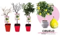 Árbol de ciruelo en diferentes etapas de crecimiento en macetas, ideal para jardinería ecológica y cultivo orgánico.