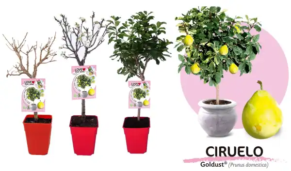 Árbol de ciruelo en diferentes etapas de crecimiento en macetas, ideal para jardinería ecológica y cultivo orgánico.