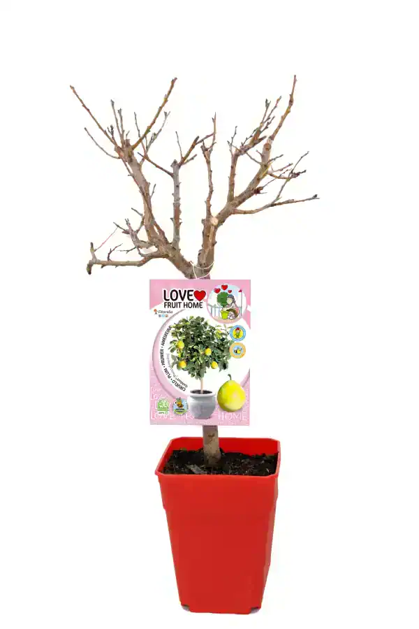 Árbol frutal en maceta sin hojas, ideal para huerto casero y cultivo de limones, promoviendo agricultura ecológica y jardinería sostenible en casa.