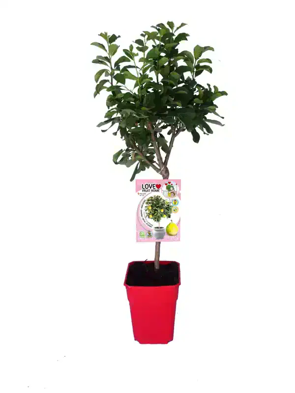 Árbol frutal en maceta con follaje verde, ideal para huertos urbanos y jardinería ecológica. Certificado de cultivo orgánico y variedad resistente, perfecto para espacios pequeños y cultivo casero.