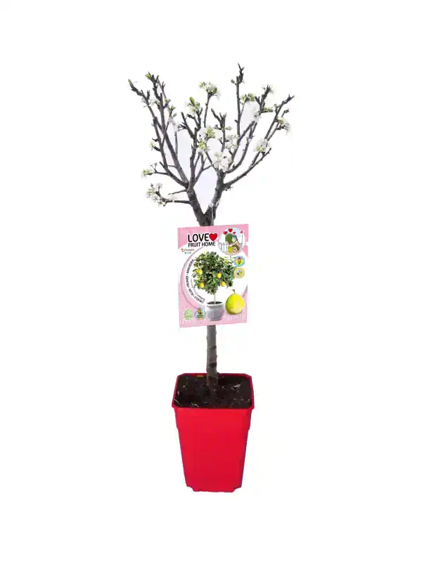 Árbol frutal en maceta con flores en flor, ideal para cultivo en casa, en huerto urbano o en terraza, promueve la agricultura ecológica y sostenibilidad en tu hogar.