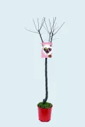 Ciruela en maceta, árbol frutal para jardín y huerto ecológico, variedad de fruta orgánica y cultivo natural, ideal para huertos urbanos y espacios verdes sostenibles.