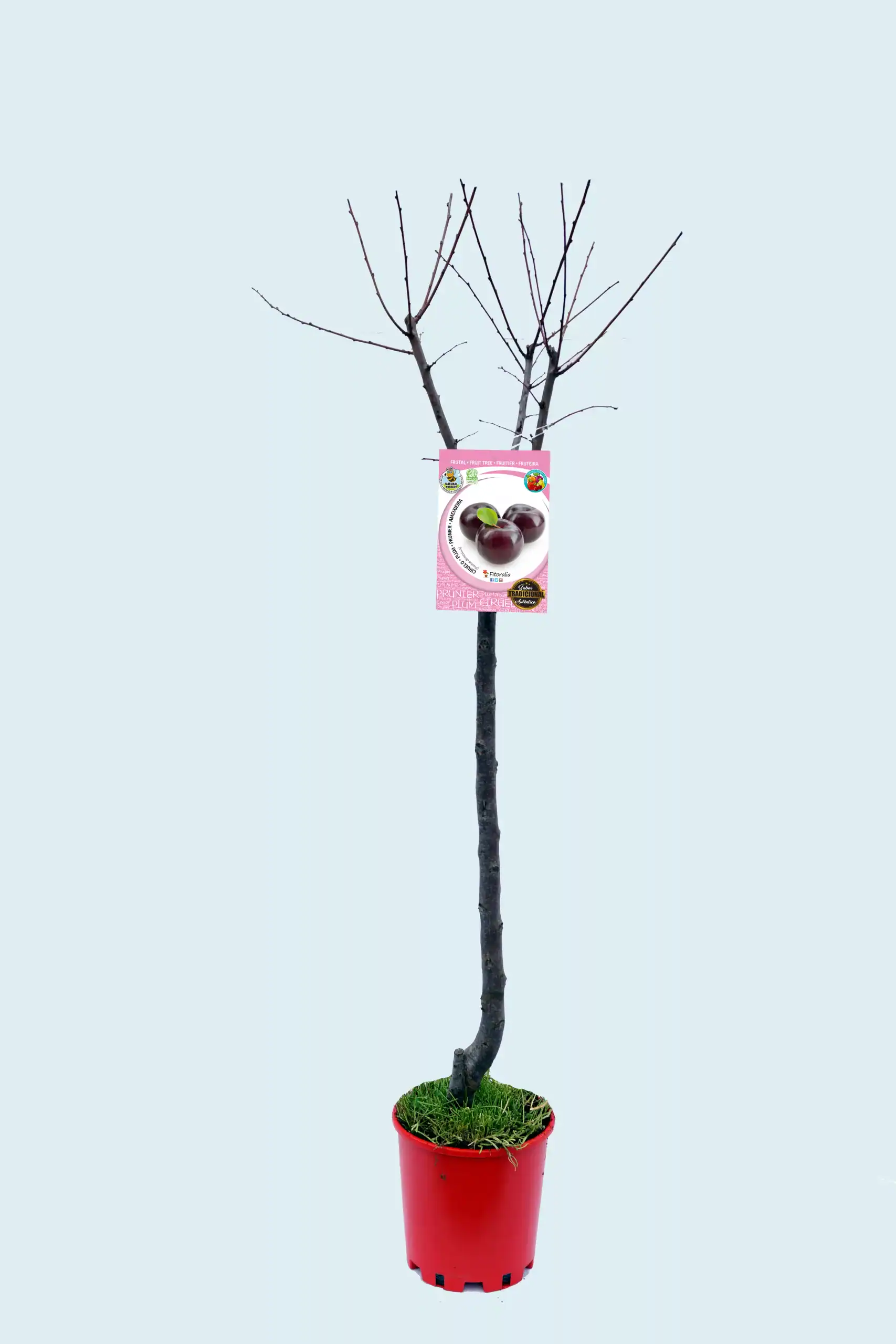Ciruela en maceta, árbol frutal para jardín y huerto ecológico, variedad de fruta orgánica y cultivo natural, ideal para huertos urbanos y espacios verdes sostenibles.