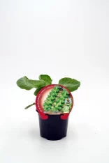 Jugando de cultivo de brócoli en maceta con hojas verdes frescas en fondo blanco, producto ecológico y de agricultura responsable, ideal para huertos urbanos y cocina saludable.