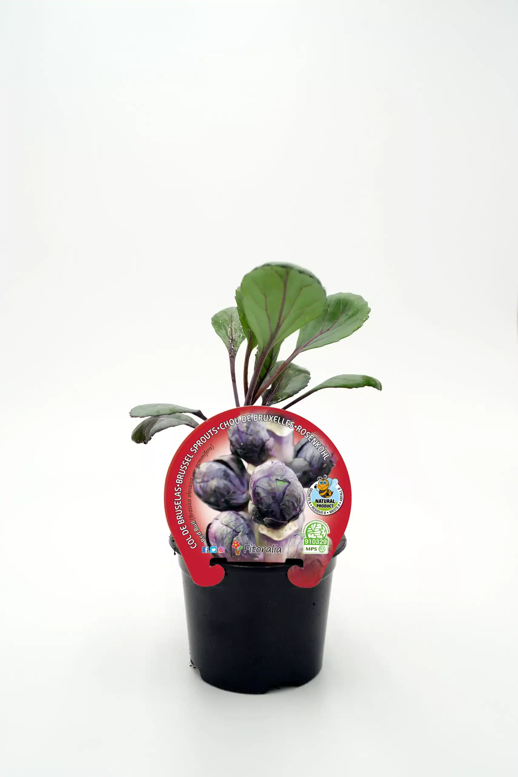 Algas en la imagen una planta de col rizada ecológica en maceta con etiquetas de certificación de agricultura ecológica y sostenibilidad.