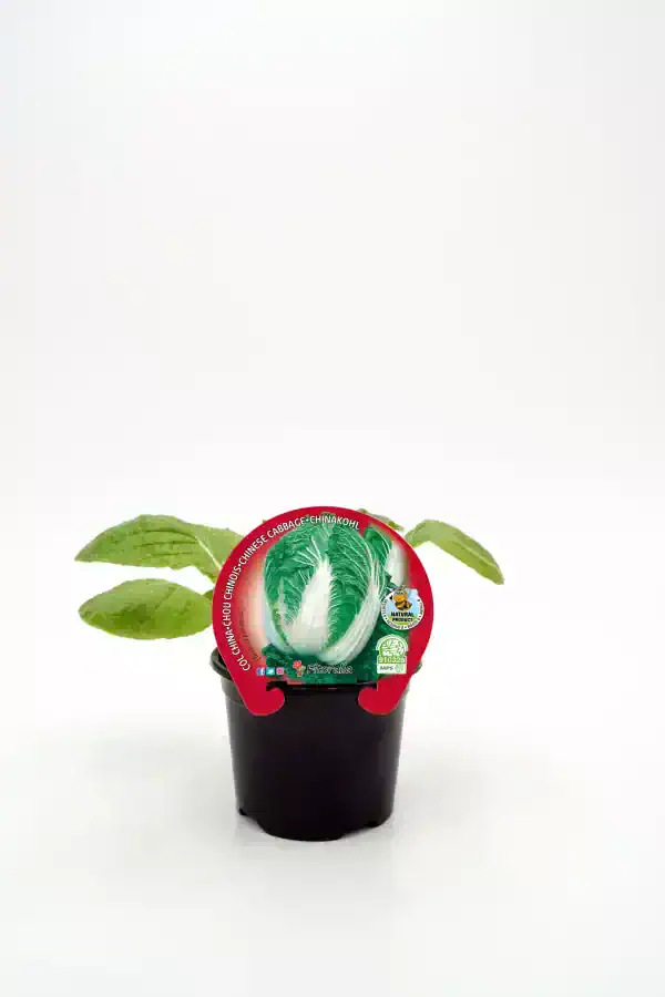 Nabo chino en maceta, huerto.bio, cultivo ecológico, huerto urbano, vegetales frescos y naturales.
