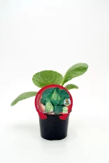 Jardín de col china orgánica en maceta, cultivo saludable y ecológico, ideal para huerto urbano y consumo natural, con certificación de producto natural y sello ecológico.