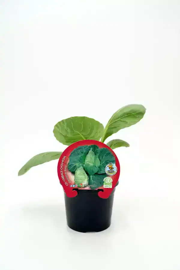 Jardín de col china orgánica en maceta, cultivo saludable y ecológico, ideal para huerto urbano y consumo natural, con certificación de producto natural y sello ecológico.
