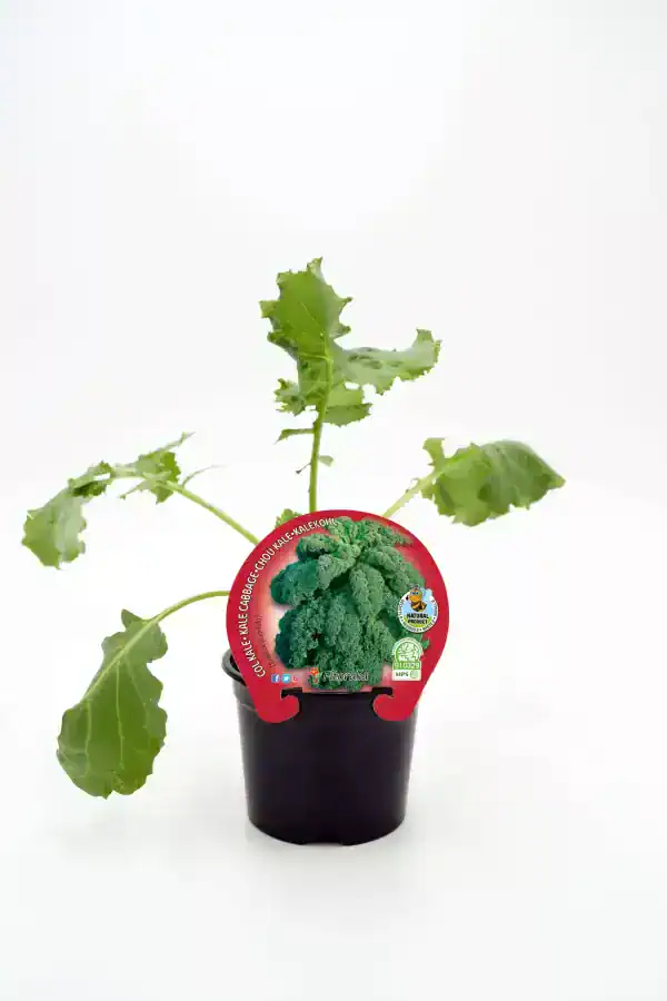 Verdura ecológica vegetal broccoli en maceta con etiqueta, cultivo orgánico y saludable para su huerto en casa.