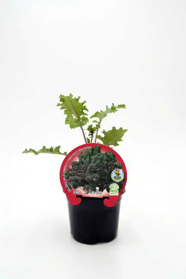 Kale-kalechou-chou kale-kalechou kalechou kale-chou, verdura orgánica, cultivo ecológico, huerto urbano, vegetal saludable, agricultura sostenible, huerto.bio.