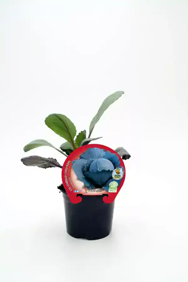 Cabbage choux de color azul en maceta con etiqueta de semillas orgánicas y ecológicas, cultivo saludable y natural para huertos urbanos y jardinería ecológica.