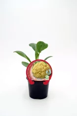 Flor de coliflor orgánica en maceta, cultivo ecológico, producto natural, hortalizas bio, huerto sostenible, vegetal saludable, alimento vegano, ingredientes ecológicos, agricultura orgánica, semillas certificadas.