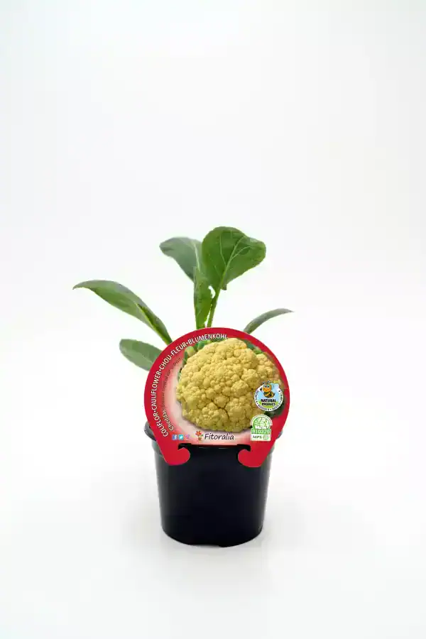Flor de coliflor orgánica en maceta, cultivo ecológico, producto natural, hortalizas bio, huerto sostenible, vegetal saludable, alimento vegano, ingredientes ecológicos, agricultura orgánica, semillas certificadas.
