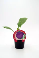 Celosía morada en maceta con etiqueta de huerta ecológica, cultivo orgánico, saludable y sostenible, planta de flor comestible, hortalizas ecológicas, huerto bio, agricultura natural, jardín ecológico.