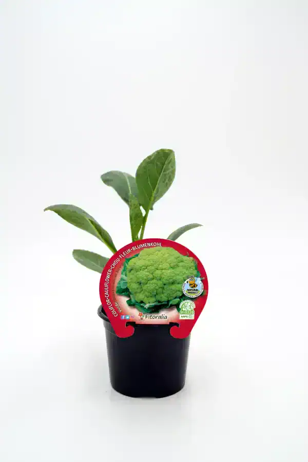 Joven brócoli en maceta, cultivo ecológico y saludable, ideal para huerto urbano y jardinería orgánica, disponible en Huerto.Bio, producción natural y certificada.