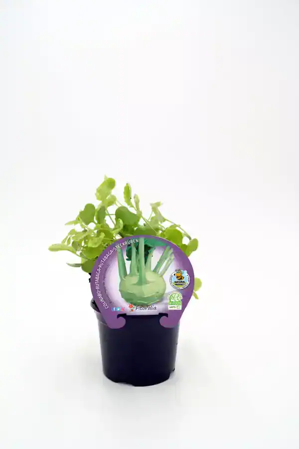 Minialga de agua dulce en maceta, cultivo ecológico, ideal para huertos urbanos y jardines sostenibles, promueve alimentación saludable y agricultura ecológica.