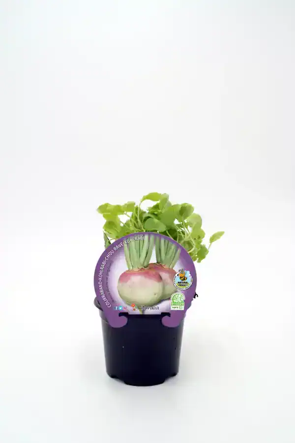 Cilantro en maceta con etiqueta de huerto ecológico y certificación orgánica, ideal para cultivo en hogar, hortalizas saludables y agricultura sostenible.