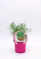 Juncus comun - planta ornamental y aromática en maceta rosa para cultivo en hogar o jardín, ideal para decoración y aromaterapia en espacios verdes, ecológicas y fáciles de cuidar.