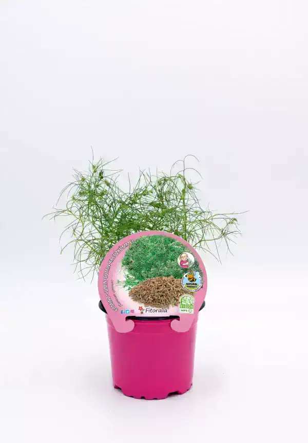 Juncus comun - planta ornamental y aromática en maceta rosa para cultivo en hogar o jardín, ideal para decoración y aromaterapia en espacios verdes, ecológicas y fáciles de cuidar.