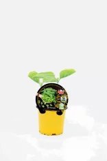 Jardín de semillas de judías verdes orgánicas en maceta amarilla, lista para crecer en huerto casero. Cultivo ecológico y sostenible con certificación ecológica y sello de calidad.