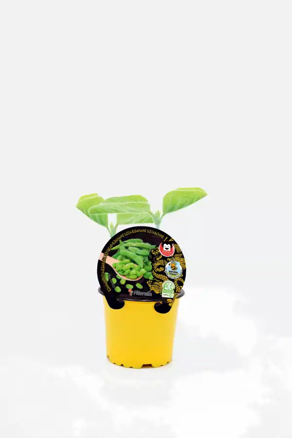 Jardín de semillas de judías verdes orgánicas en maceta amarilla, lista para crecer en huerto casero. Cultivo ecológico y sostenible con certificación ecológica y sello de calidad.
