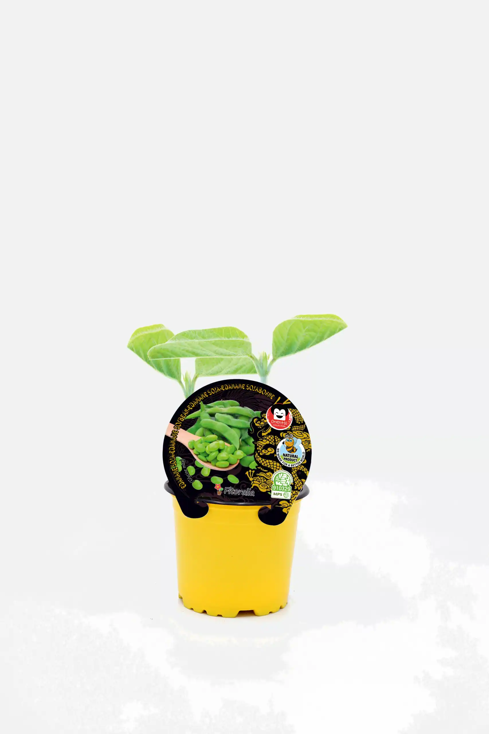 Jardín de semillas de judías verdes orgánicas en maceta amarilla, lista para crecer en huerto casero. Cultivo ecológico y sostenible con certificación ecológica y sello de calidad.