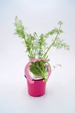 Hierba aromática en maceta, cilantro fresco en flor, cultivo ecológico para huerto urbano, hoja verde saludable, planta gourmet, fácil de cuidar y ideal para cocina saludable.