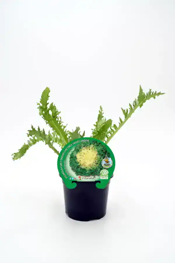 Café de lechuga endivia frisée ecológica en maceta, producto natural y orgánico para ensaladas saludables, cultivado de manera sostenible.