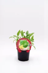 Jardín de planta de fitoralia de hoja verde con etiqueta de semilla de albahaca limón en una maceta negra en fondo blanco.