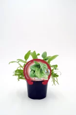 Fichero de imagen: huerto.bio-plantas-de-hierbas-y-hortalizas-en-vaso.jpg.