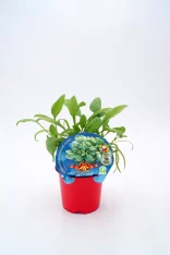 Chícharo morado en maceta, huerto ecológico, cultivo de vegetales orgánicos, saludable, para cocinar en casa, ecológico y natural.