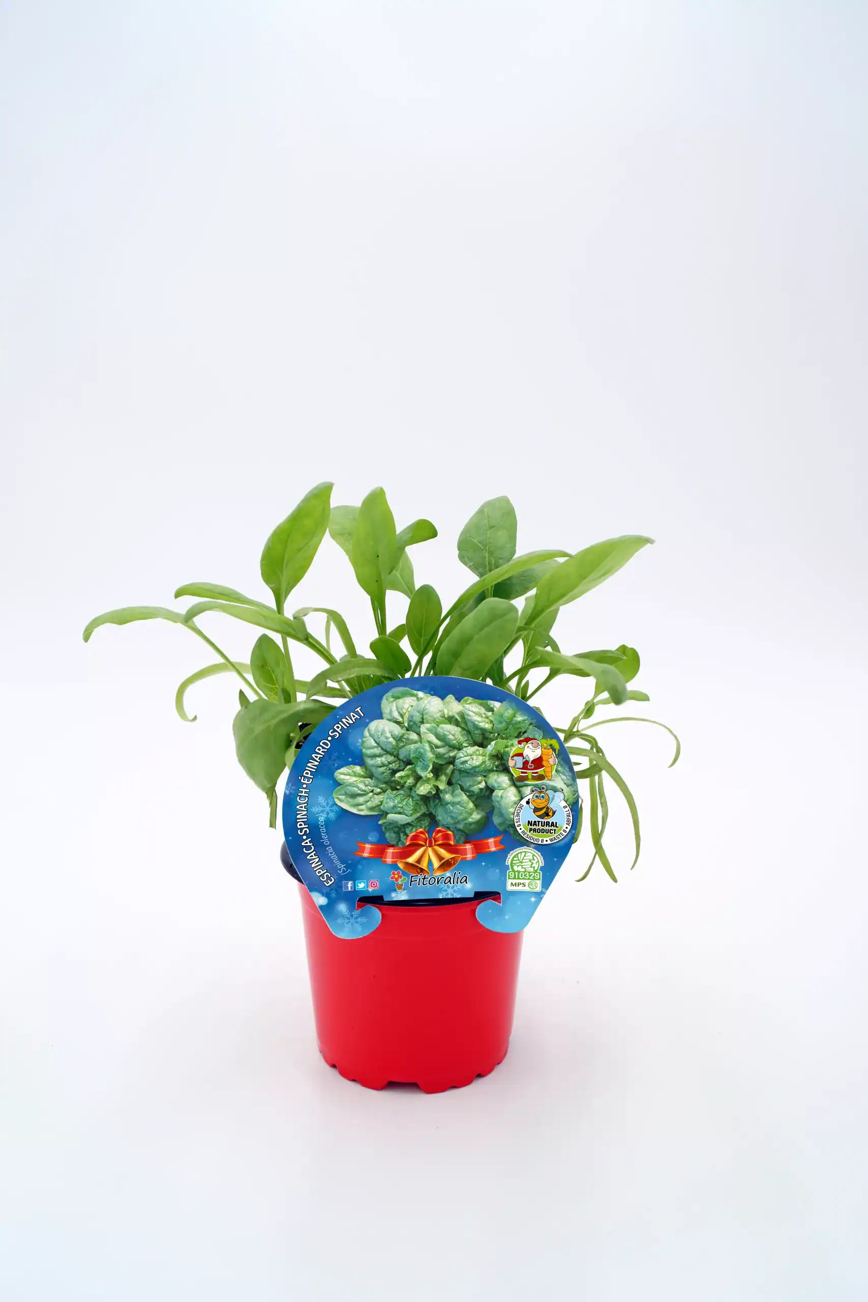 Chícharo morado en maceta, huerto ecológico, cultivo de vegetales orgánicos, saludable, para cocinar en casa, ecológico y natural.