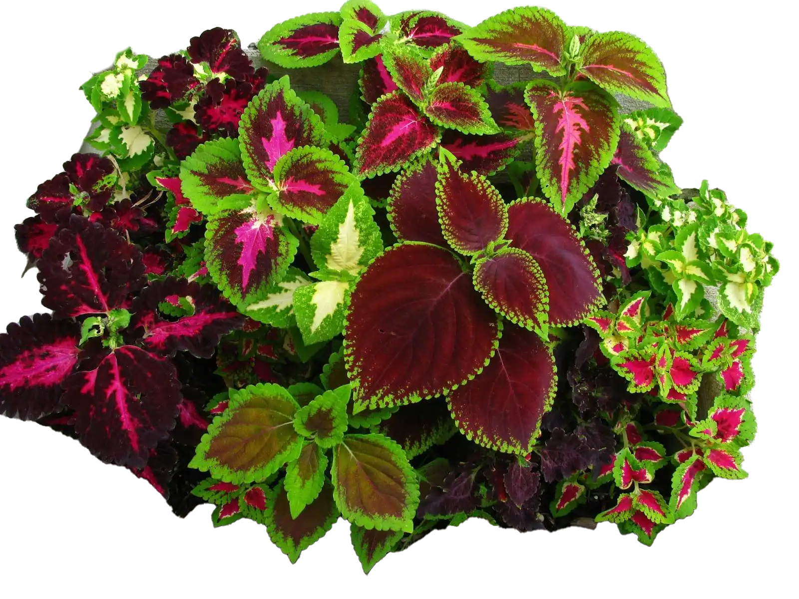 Colo de plantas de coleus con hojas variegadas en tonos verdes, rosas y burdeos, ideales para decorar y enriquecer jardines con un toque de color y estilo.