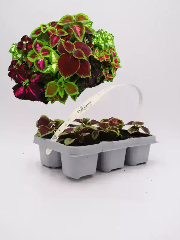 Collección de plantas de ciclamen en maceta, ideales para jardinería ecológica y ornamental. Cultivo en interiores y exteriores, perfecta para decorar espacios con naturaleza, color y sostenibilidad.