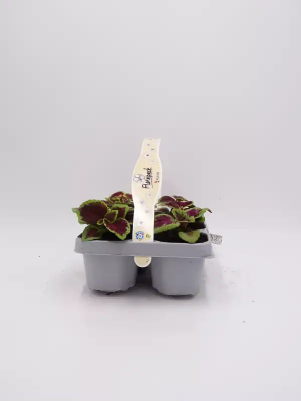 Alt text: Planta de flor de begonia cultivada en maceta, cultivo ecológico y saludable.