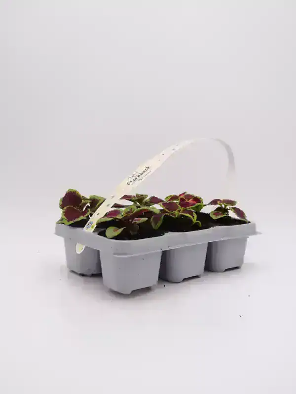 Cilantro en bandeja de cultivo orgánico, ideal para huertos ecológicos y agricultura sostenible. Plantas de cilantro frescas y saludables en recipiente de germinación.