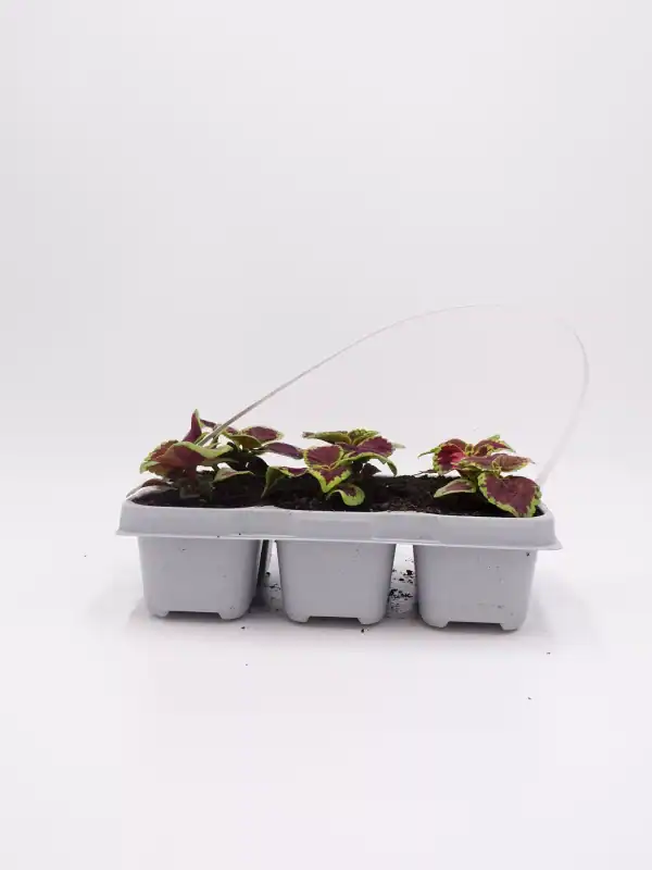 Plantitas de helecho comestible en maceta blanca, cultivo orgánico para huertos caseros y jardines ecológicos, variedad ornamental y alimenticia, crecimiento saludable.