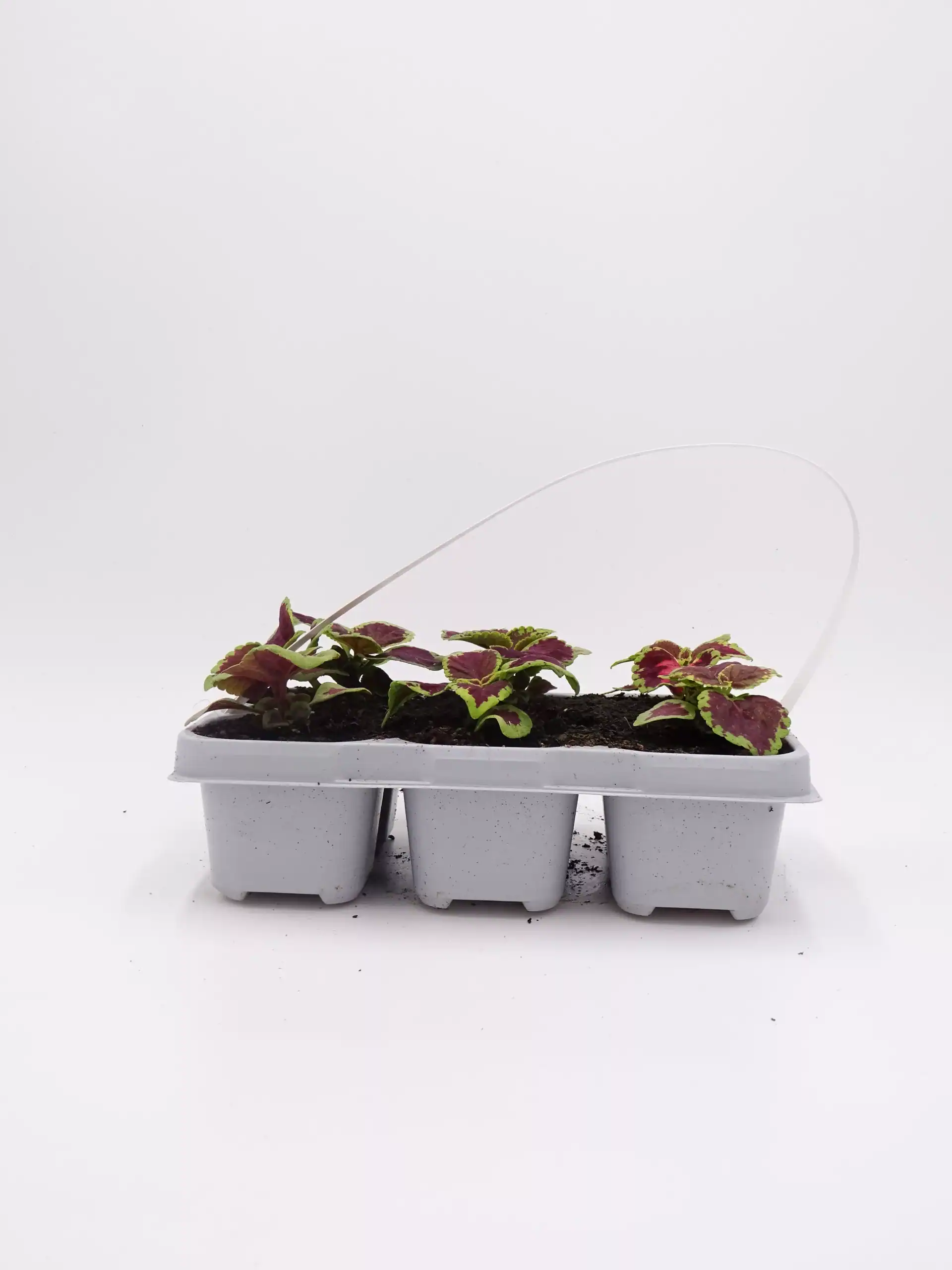 Plantitas de helecho comestible en maceta blanca, cultivo orgánico para huertos caseros y jardines ecológicos, variedad ornamental y alimenticia, crecimiento saludable.