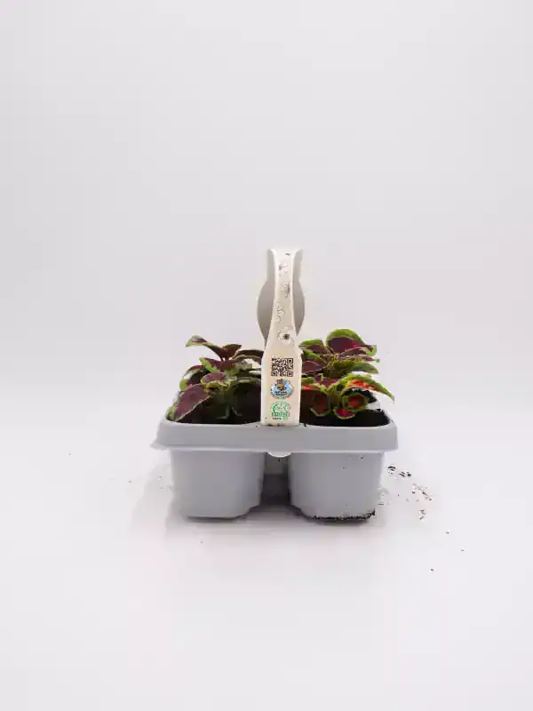 Mini planta de begonias en bandeja de cultivo, cultivo ecológico, semillas de flores de huerto, ideal para jardinería sostenible, plantas ornamentales, huerto.bio.