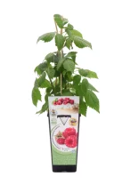 Fresa en maceta, planta joven de fresas con hojas verdes y frutos rojos en el etiquetado.
