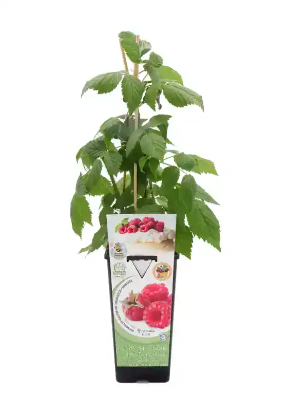 Fresa en maceta, planta joven de fresas con hojas verdes y frutos rojos en el etiquetado.