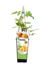 Cuidado de planta de frambueso en maceta con soporte, productos ecológicos, y fruta madura en la etiqueta, promoviendo agricultura orgánica y sostenible.