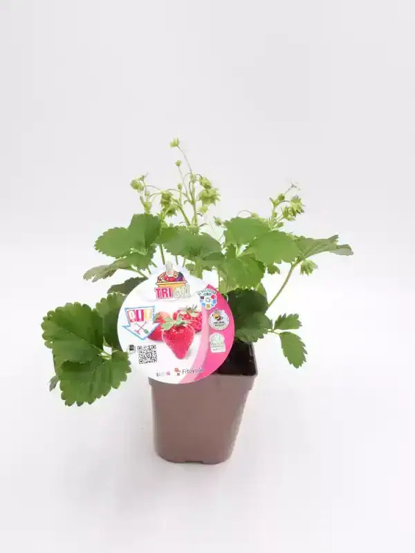 Fresa en maceta, planta de cultivo ecológico para huerto urbano, con etiquetas de producto y cuidado, ideal para jardinería sostenible y promoviendo la agricultura orgánica en espacios pequeños.