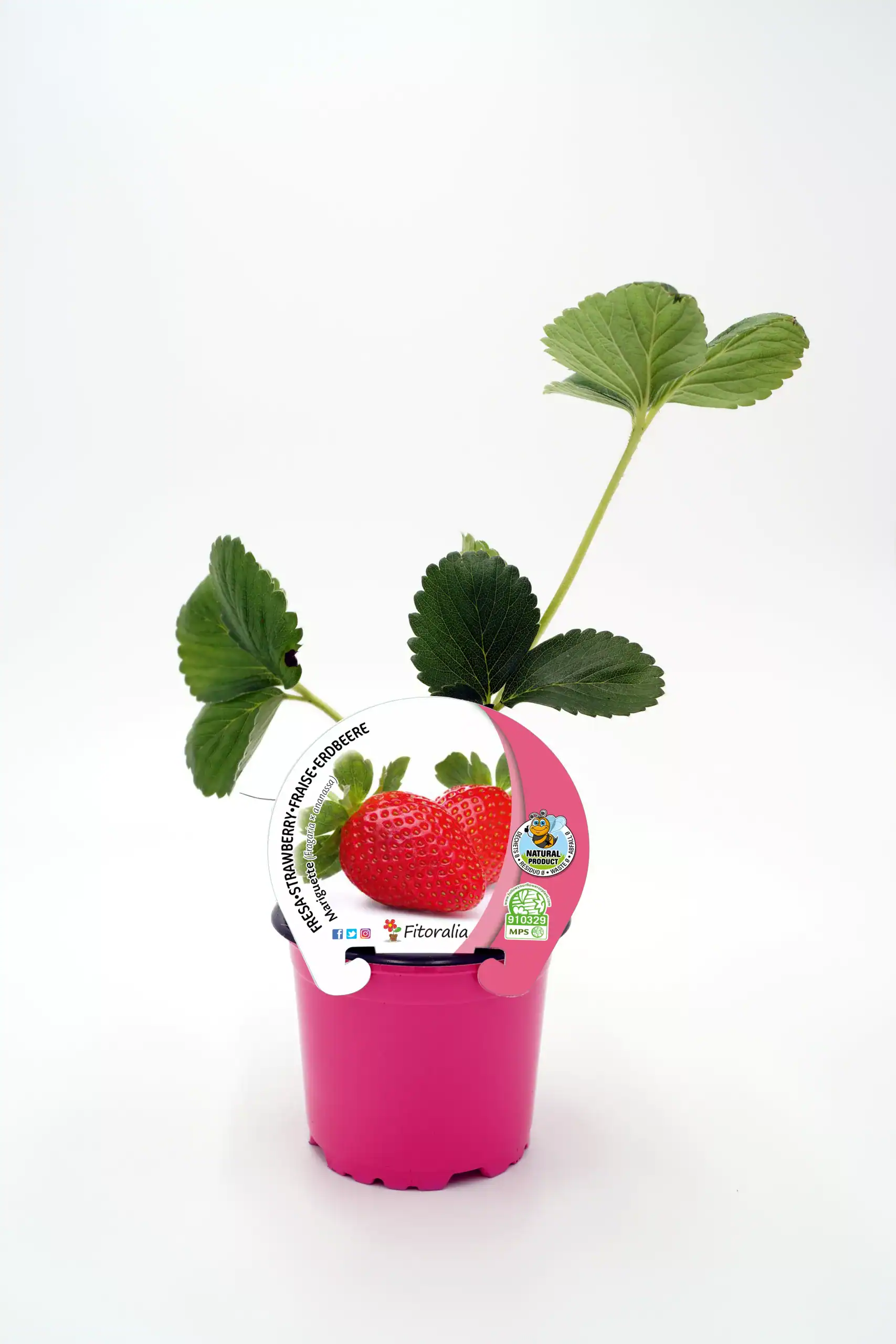 Fresa en maceta con hojas verdes, cultivo ecológico, plantación de fresa orgánica, huerto ecológico, producto natural y saludable.