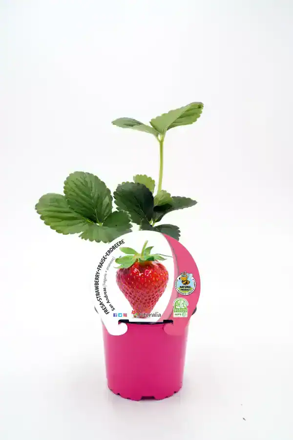 Uvas frescas en maceta rosa con planta de fresa en crecimiento, ideal para cultivo ecológico y jardinería sostenible.
