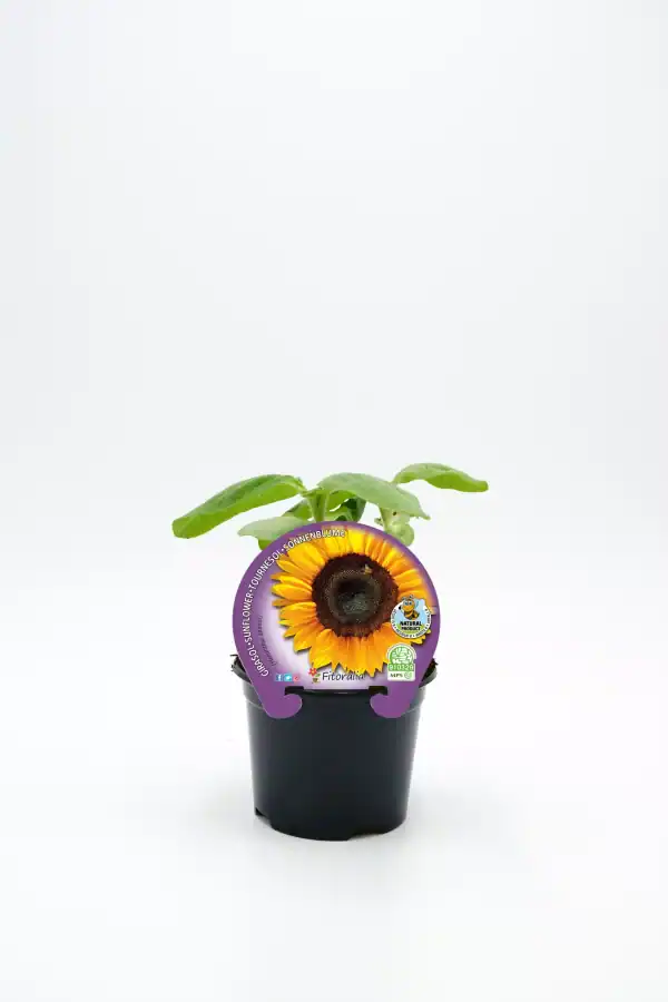 Girasol en maceta, planta de girasol joven en interior, cultivo ecológico y orgánico.