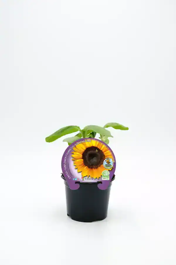 Girasol en maceta, planta de girasol joven en interior, cultivo ecológico y orgánico.