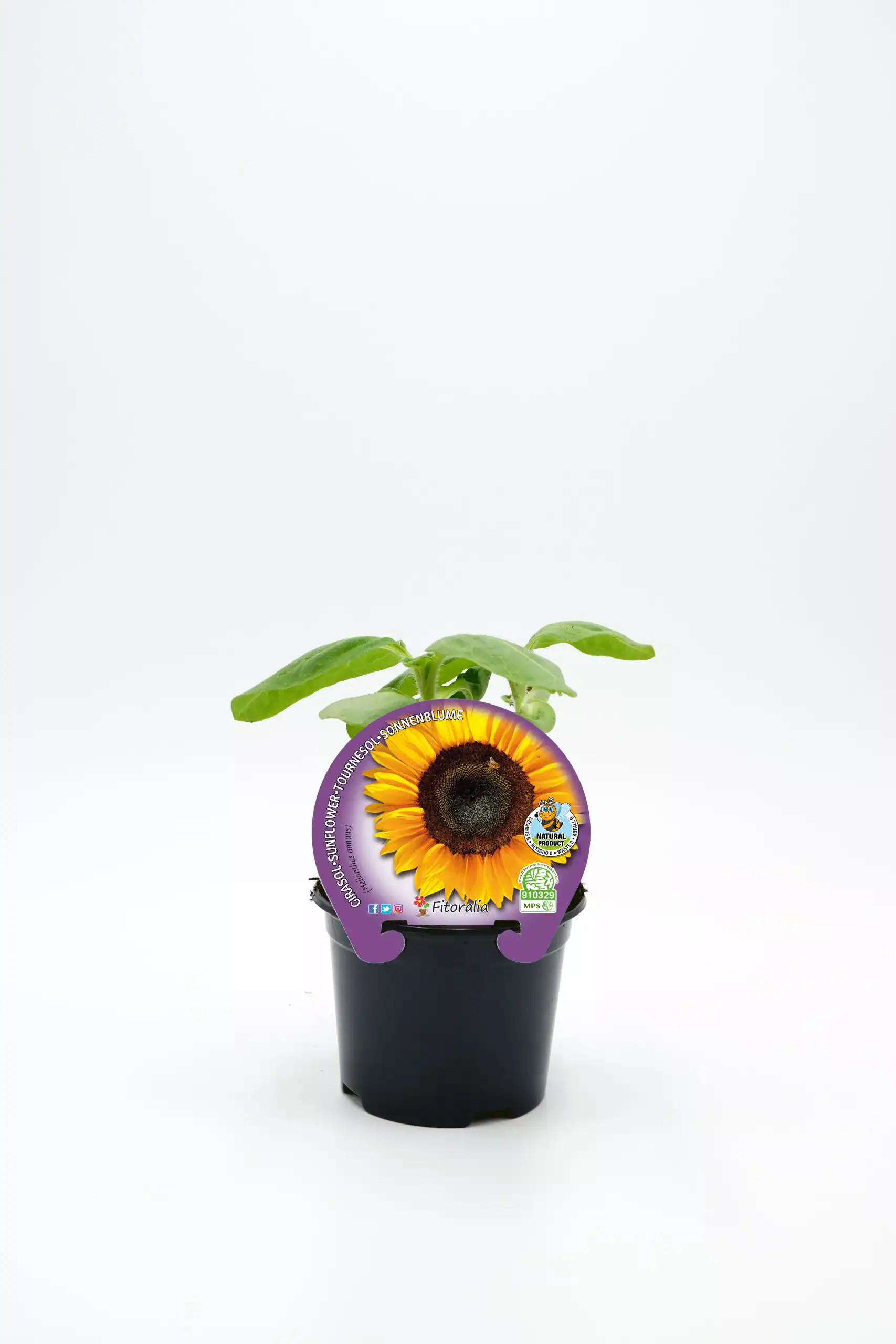 Girasol en maceta, planta de girasol joven en interior, cultivo ecológico y orgánico.