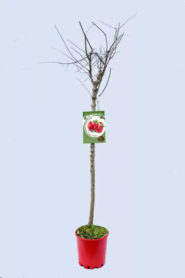 Arbol frutal en maceta sin hojas, preparado para plantar, con etiqueta de granada en un fondo claro.